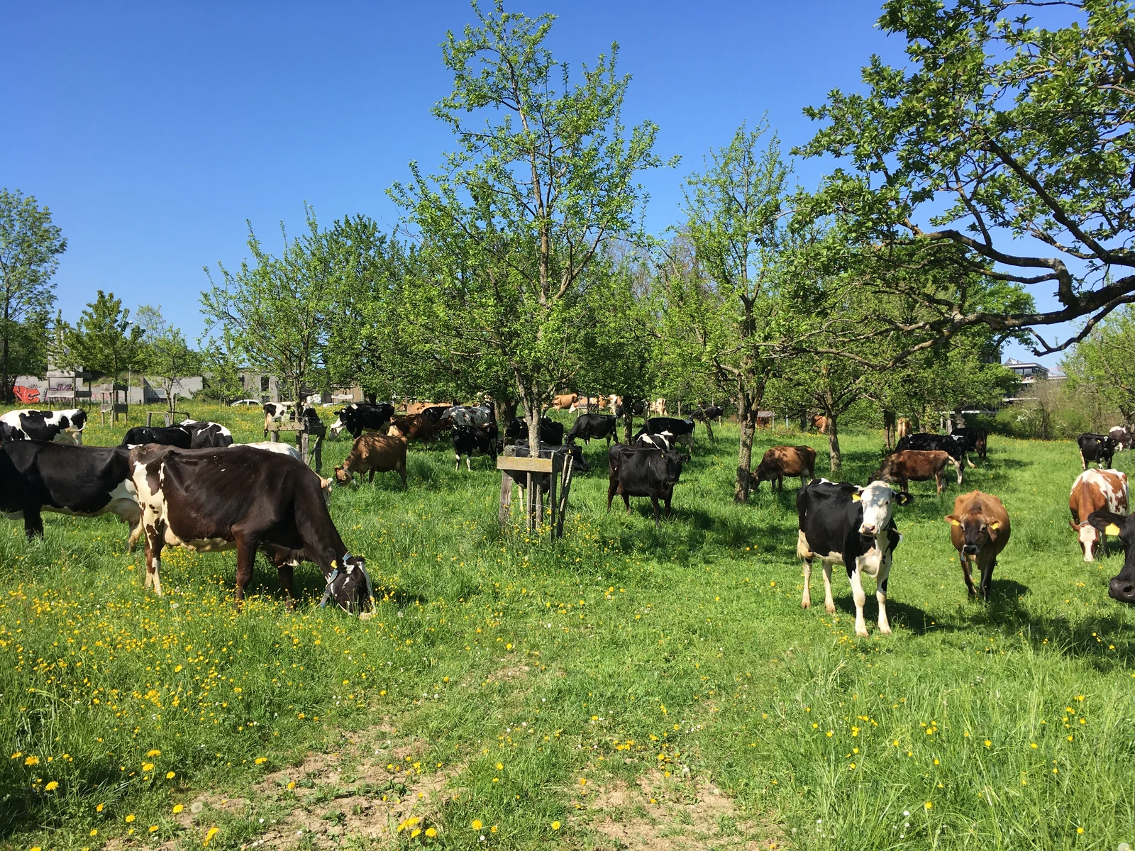 Kühe auf der blühenden Obstwiese des Bio-Paradies in Allschwil.